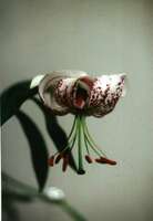 Foto: Norgart Martschinke